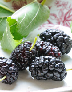 Harvesting Mulberries the Easy Way